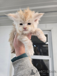 Photo №2 de l'annonce № 156476 de la vente  - acheter à Allemagne éleveur