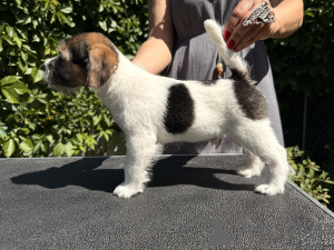 Photo №4. Je vais vendre jack russell terrier en ville de Borisov. de la fourrière - prix - 539€