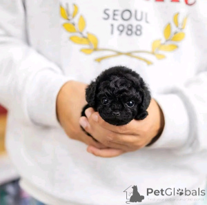 Photo №1. caniche (jouet) - à vendre en ville de Chicago | 531€ | Annonce №137542