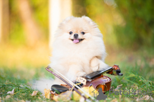 Photo №3. Femelle Poméranie FCI à vendre. Biélorussie