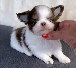 Photo №4. Je vais vendre chihuahua en ville de Bruxelles. éleveur - prix - 350€