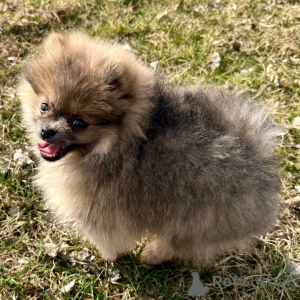 Photo №2 de l'annonce № 136002 de la vente spitz nain - acheter à Allemagne 