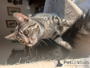 Photo №2 de l'annonce № 133812 de la vente  - acheter à Allemagne 