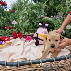 Photo №3. Labrador. Pologne