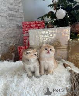 Photo №2 de l'annonce № 162401 de la vente munchkin - acheter à Belgique annonce privée, éleveur