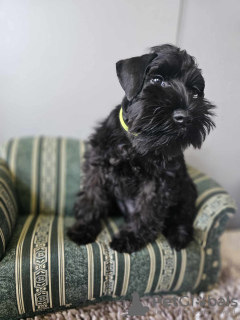 Photos supplémentaires: Schnauzer nain noir avec passeport