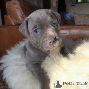 Photo №1. staffordshire bull terrier - à vendre en ville de Brno | négocié | Annonce №171874