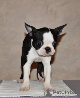 Photos supplémentaires: Chiots boston terrier à vendre