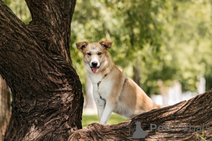 Photos supplémentaires: Les chiots Yuchi et Miyuki recherchent une personne !