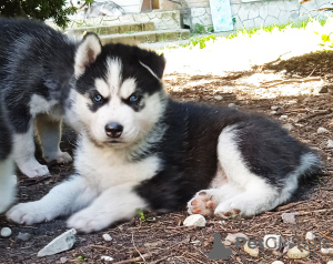 Photos supplémentaires: bébés husky