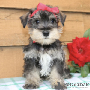 Photo №1. schnauzer géant - à vendre en ville de Kreivilä | Gratuit | Annonce №124076