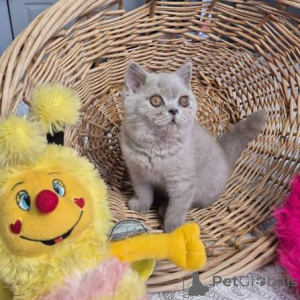 Photo №1. british shorthair - à vendre en ville de Nyon | 400€ | Annonce № 172670