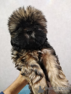 Photo №1. shih tzu - à vendre en ville de Daugavpils | 300€ | Annonce №36980