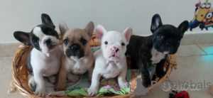 Photo №1. bouledogue - à vendre en ville de Гамбург | 360€ | Annonce №122965