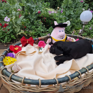 Photo №1. labradoodle - à vendre en ville de Poznan | négocié | Annonce №146014