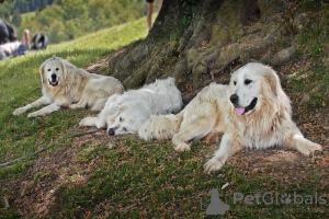 Photo №3. Chien de berger de la Maremme. La Grande-Bretagne