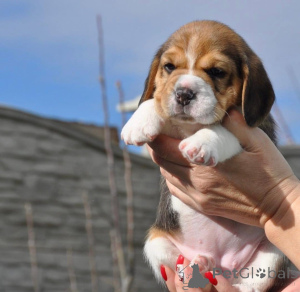 Photo №2 de l'annonce № 161257 de la vente  - acheter à Allemagne 