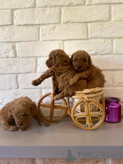 Photos supplémentaires: Les chiots caniche toy sont rouges