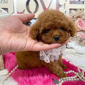 Photo №4. Je vais vendre caniche (jouet) en ville de Helsinki. annonce privée, de l'abri - prix - 500€