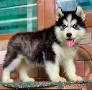 Photo №1. husky de sibérie - à vendre en ville de Pforzheim | 580€ | Annonce №175103