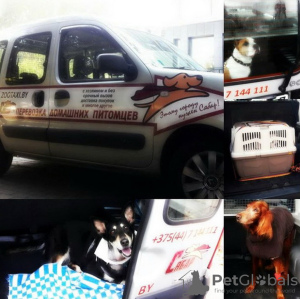 Photo №2. Services de livraison et de transportation des chats et des chiens en Biélorussie. Price - négocié. Annonce № 9413