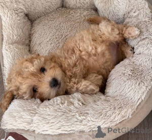 Photo №1. maltipu - à vendre en ville de Berlin | 900€ | Annonce №149838