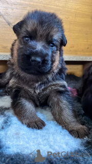 Photo №4. Je vais vendre berger allemand en ville de Golub-Dobrzyń. éleveur - prix - 900€