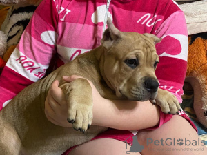Photo №2 de l'annonce № 77211 de la vente american bully - acheter à Fédération de Russie annonce privée