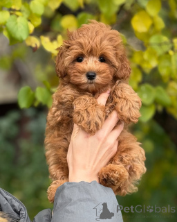 Photo №3. Doux comme un nuage et doux comme une marguerite, le cœur de cette petite dame. Islande