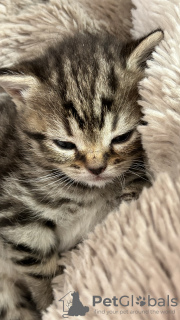 Photo №4. Je vais vendre scottish fold en ville de Бернбург. annonce privée - prix - 400€