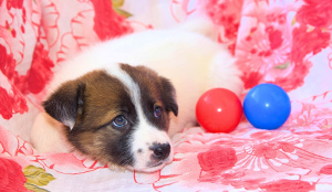 Photos supplémentaires: Charmants chiots à la recherche d'une maison