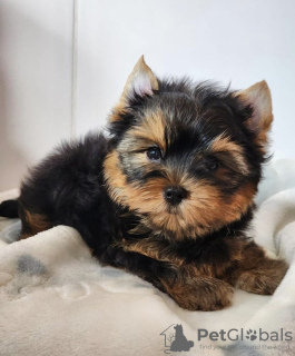 Photo №1. yorkshire terrier - à vendre en ville de Pécs | négocié | Annonce №110168