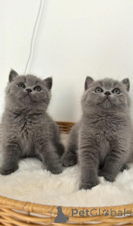 Photo №1. british shorthair - à vendre en ville de Bari | 400€ | Annonce № 172004