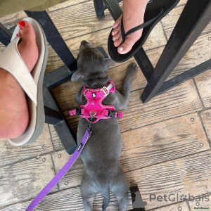 Photo №2 de l'annonce № 166186 de la vente staffordshire bull terrier - acheter à Allemagne annonce privée