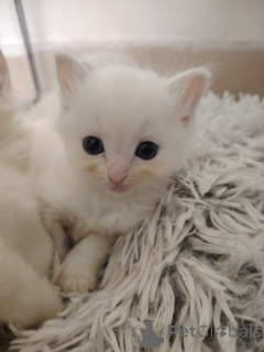 Photo №4. Je vais vendre ragdoll en ville de Anvers. annonce privée - prix - Gratuit