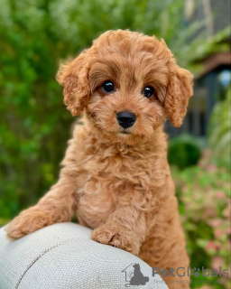 Photo №1. labradoodle - à vendre en ville de Derby | 279€ | Annonce №123239