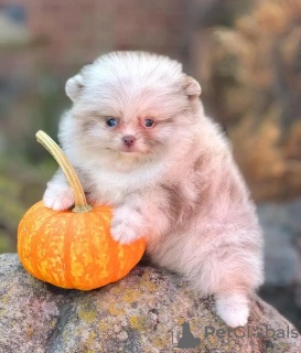 Photo №4. Je vais vendre spitz nain en ville de Есна.  - prix - 350€