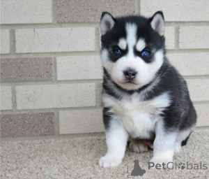 Photo №1. husky de sibérie - à vendre en ville de Varsovie | négocié | Annonce №178116
