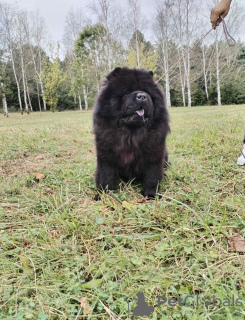 Photos supplémentaires: Chiens Chow Chow à vendre