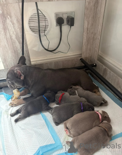 Photo №1. bouledogue - à vendre en ville de Espoo | 400€ | Annonce №171530