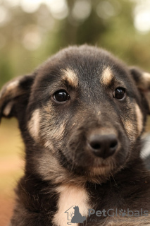 Photo №1. chien bâtard - à vendre en ville de Москва | Gratuit | Annonce №98972