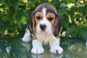 Photo №2 de l'annonce № 105175 de la vente beagle - acheter à Turquie de la fourrière