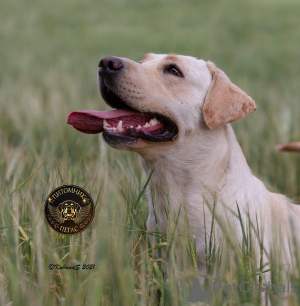 Photo №4. Je vais vendre labrador retriever en ville de Кант. annonce privée, de la fourrière, éleveur - prix - 254€