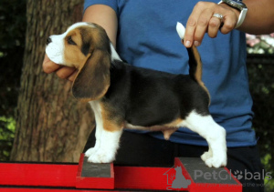 Photo №3. Beaux chiots Beagle. Allemagne