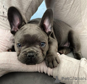 Photo №1. bouledogue - à vendre en ville de Франкфурт-на-Майне | 700€ | Annonce №93229