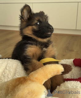 Photo №2 de l'annonce № 171007 de la vente berger allemand - acheter à Suisse annonce privée