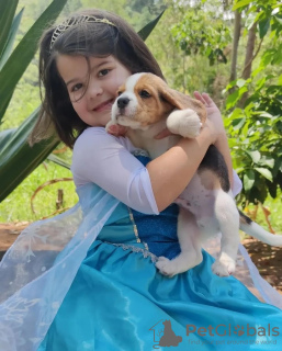 Photo №2 de l'annonce № 128337 de la vente beagle - acheter à Allemagne annonce privée