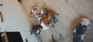 Photo №3. Magda Lewandowska. Pays Bas