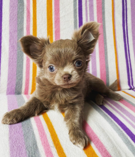 Photo №2 de l'annonce № 6428 de la vente chien bâtard - acheter à Fédération de Russie de la fourrière