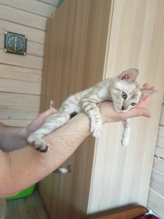 Photo №3. A vendre élégant garçon Bengal # 3 Antonius Royal Status Cat. Fédération de Russie